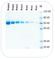 Biologix BlinkBlu Protein Stain Buffer Just 10 Minutes